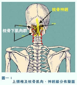 本頁圖片/檔案 - cervicoha1