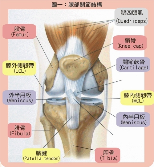 本頁圖片/檔案 - 2009_3_topic_kneeana